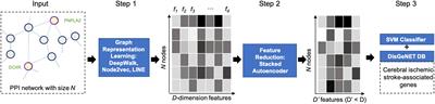 Discovering Cerebral Ischemic Stroke Associated Genes Based on Network Representation Learning